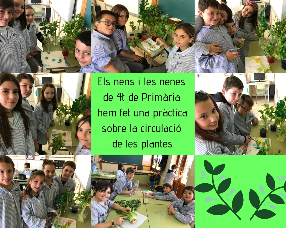 pràctica 4t plantes